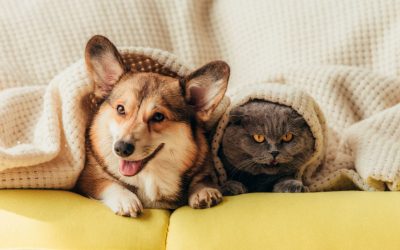 ¿Qué sofá comprar si tienes mascotas?