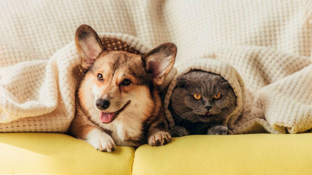 ¿Qué sofá comprar si tienes mascotas?